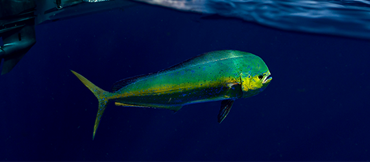 How to Choose the Right Boat for Your Needs