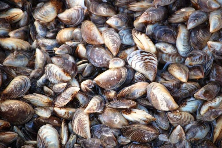 What Boaters Need to Know About Invasive Species in Colorado