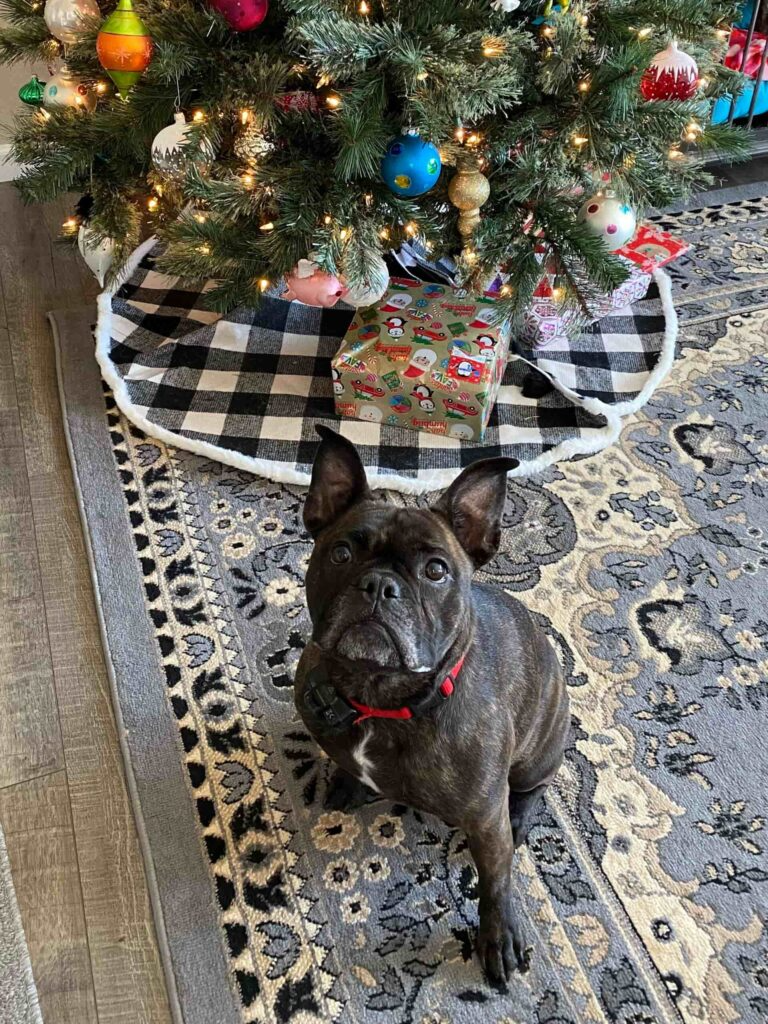 Holiday Cheer from the CBC Family (Pets Included!)