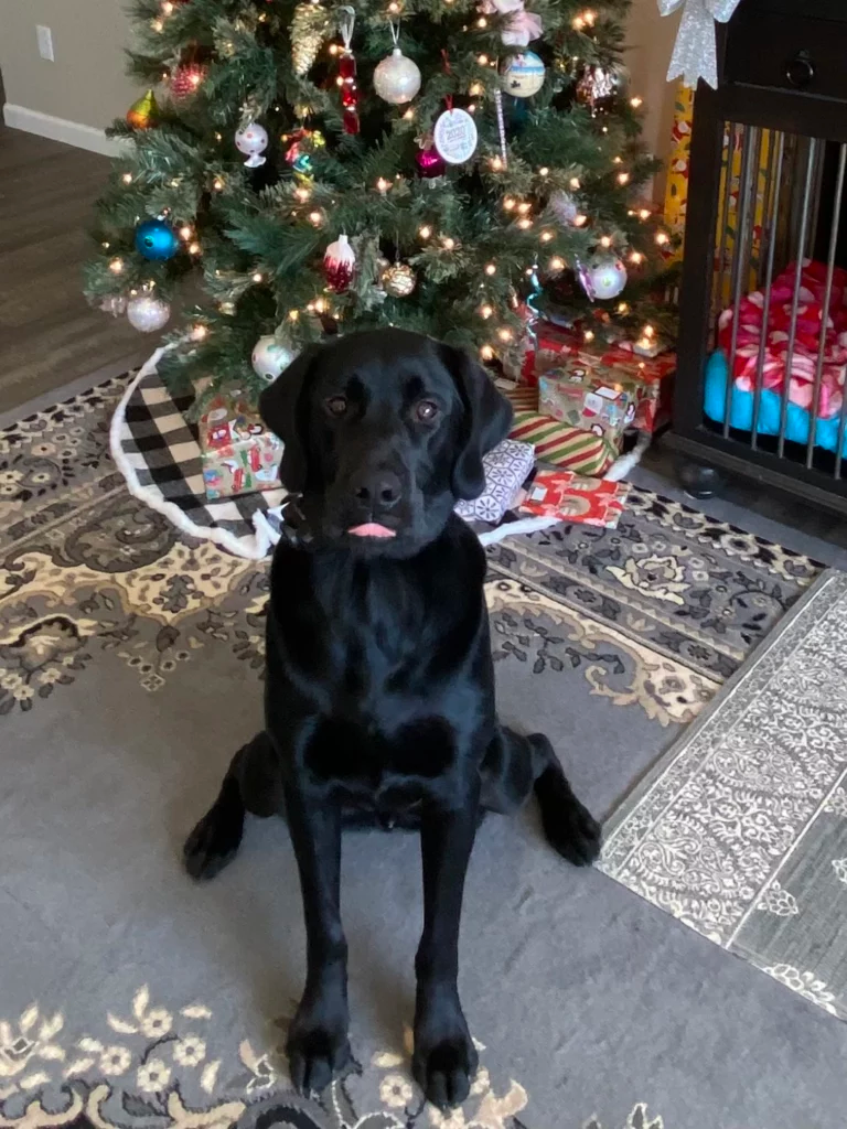 Holiday Cheer from the CBC Family (Pets Included!)