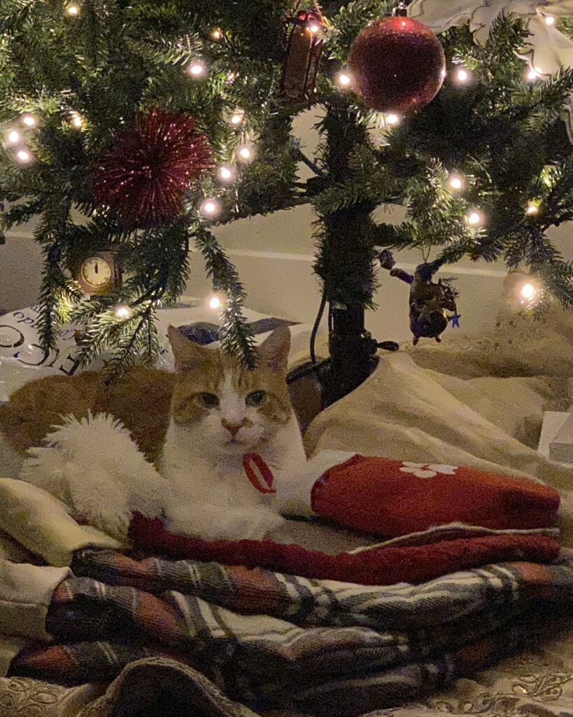 Holiday Cheer from the CBC Family (Pets Included!)