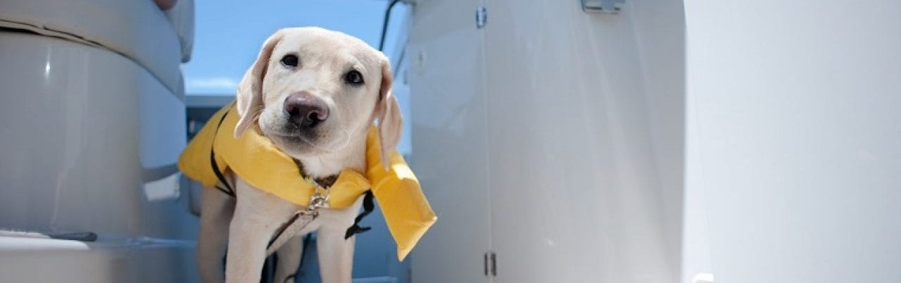 Dogs Love Boating Too!