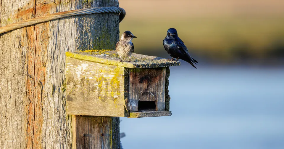 The Purple Martin Phenomenon on Lake Murray: Nature’s Spectacular Migration