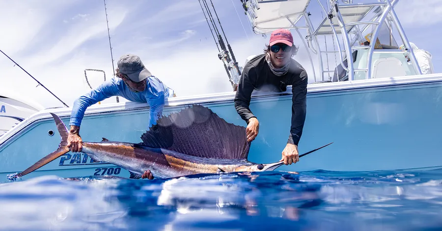 Amazing Wildlife You Can Explore by Boat Around Tampa Bay
