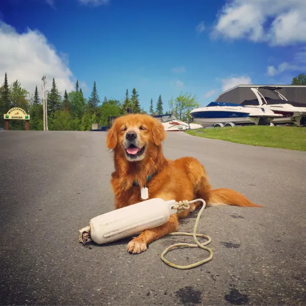 moosehead dog image