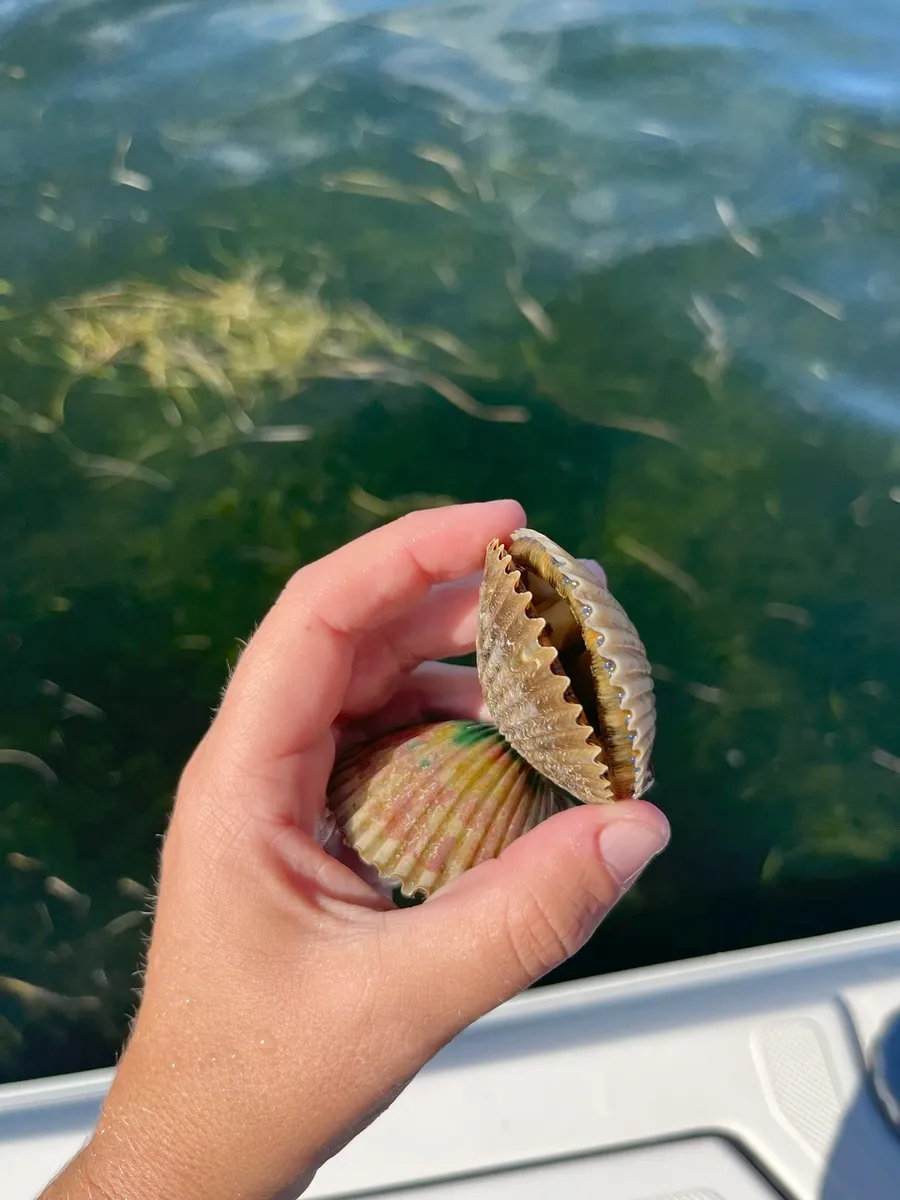 Scalloping Season on Florida’s Gulf Coast: Tips for a Successful Trip