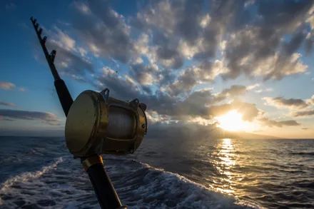Sailfish in Hawaii
