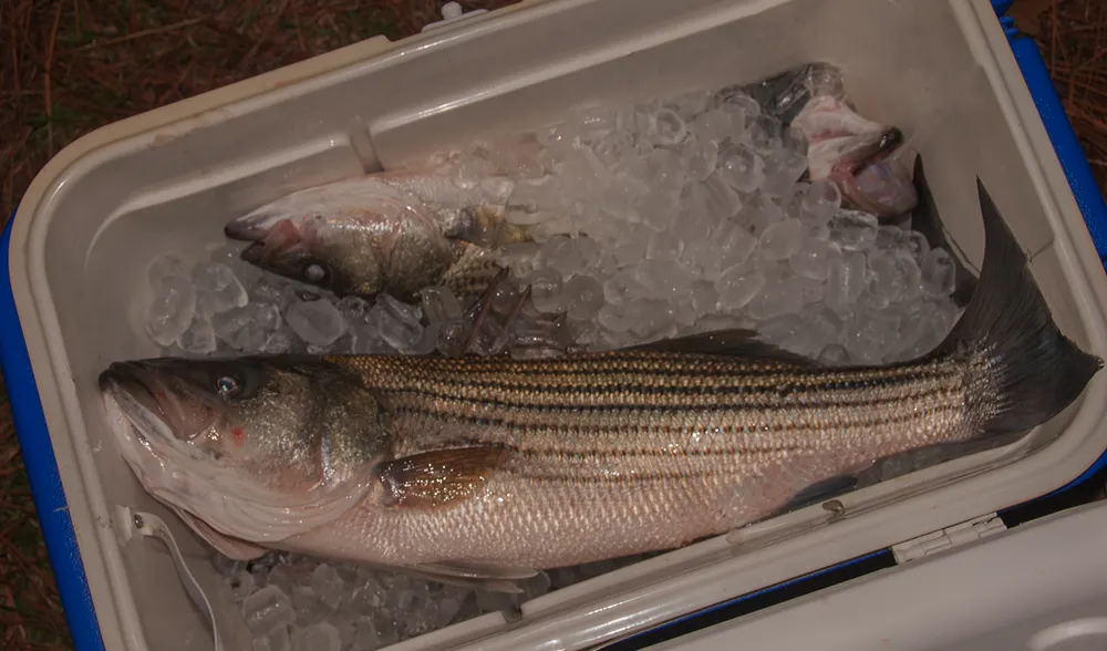 The Ultimate Guide to Properly Handling Freshly Caught Fish for Top Table Quality