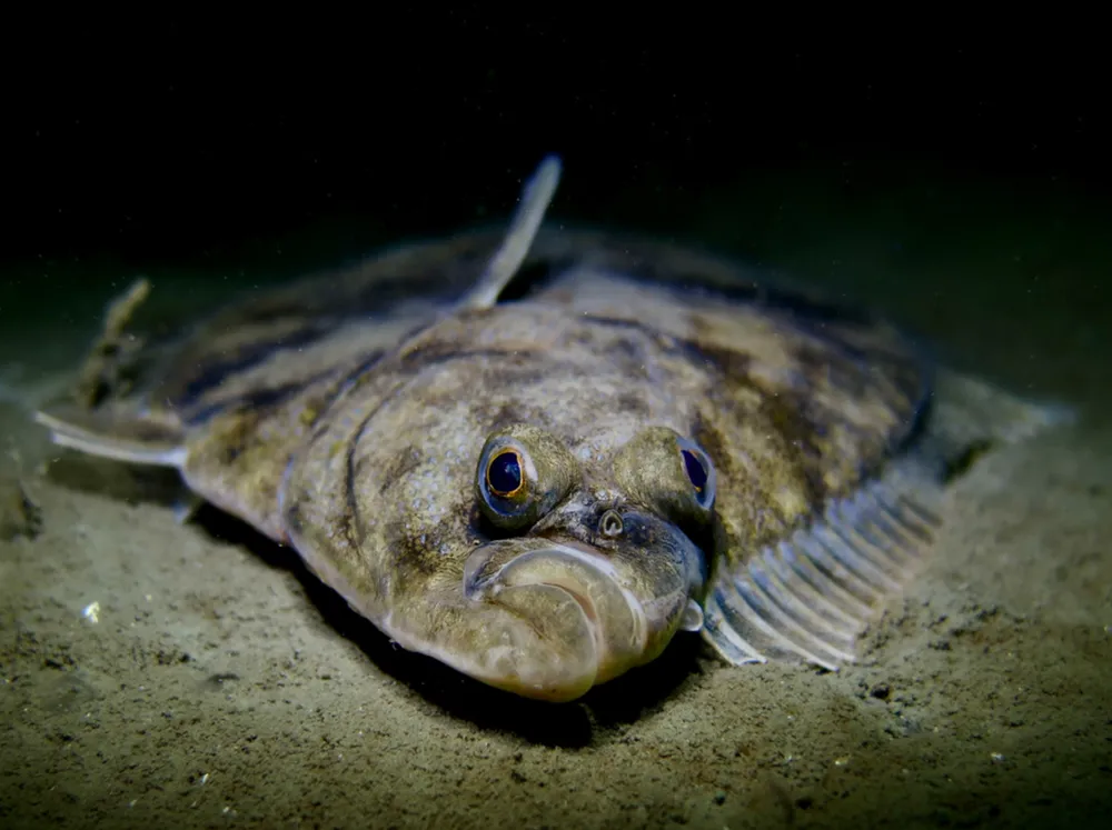 Mastering Flounder Fishing: Tips for Success
