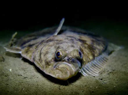Mastering Flounder Fishing: Tips for Success