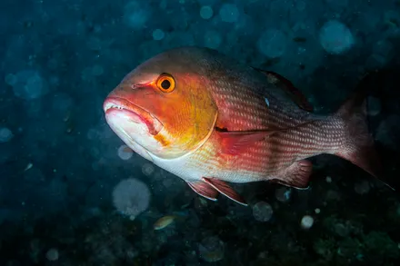 ​​Exploring the Prime Fishing Spots for Red Snapper in the Gulf and the Atlantic​​