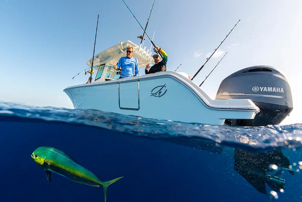 Sailfish Techniques for Catching Mahi Mahi