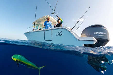 Sailfish Techniques for Catching Mahi Mahi