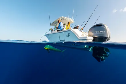 Mastering Dead-Bait Trolling: Essential Tips and Techniques