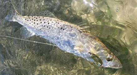 Mastering Speckled Sea Trout: Sailfish Tips